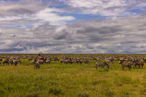 A mesmerizing sight unfolds as a herd of zebras gracefully grazes on the lush green landscape,set against the backdrop of a cloudy sky in a national park in Tanzania. Nature's elegance and the untamed beauty of wildlife coalesce in this captivating scene