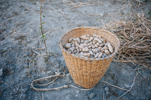 Basket of potatoes in the field.