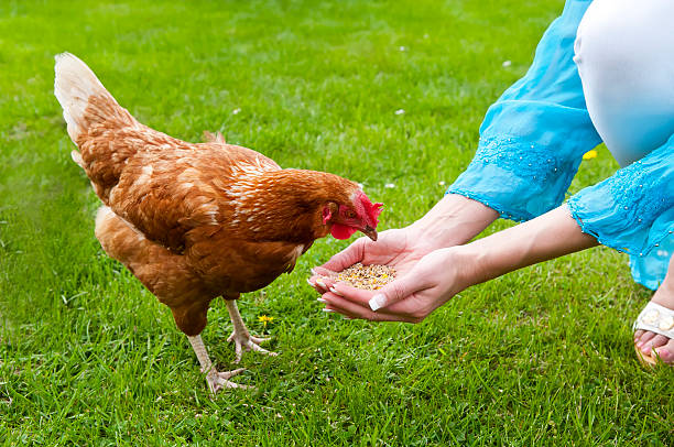 feeding chicken womans hand feeding free-range backyard chicken feeding chickens stock pictures, royalty-free photos & images