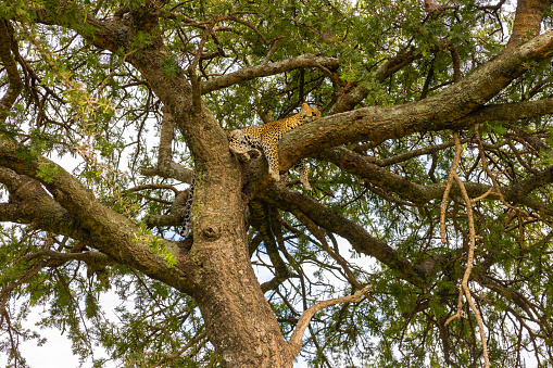 In a tranquil moment,a low angle view captures the beauty of a leopard peacefully sleeping on a huge tree branch in Serengeti National Park,Tanzania