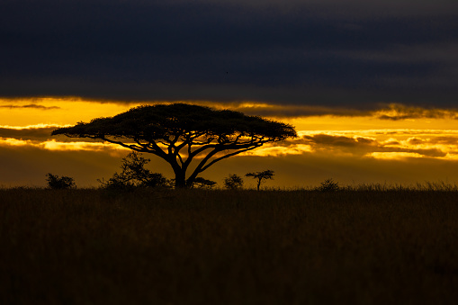 Silhouetted against the dramatic sunset,a colossal solitary tree graces the landscape in a Tanzanian national park. Its imposing presence stands in contrast to the cloudy sky,creating a breathtaking scene of natural solitude and serenity