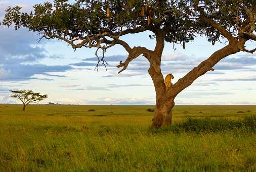 In a scene of raw beauty,an alert lioness perches atop a solitary tree in a Tanzanian national park,surveying her surroundings against the expansive sky