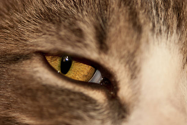 Cat_eye_close – zdjęcie