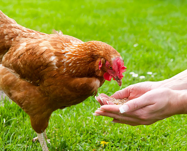 nourrir de poulet - tierhaltung photos et images de collection