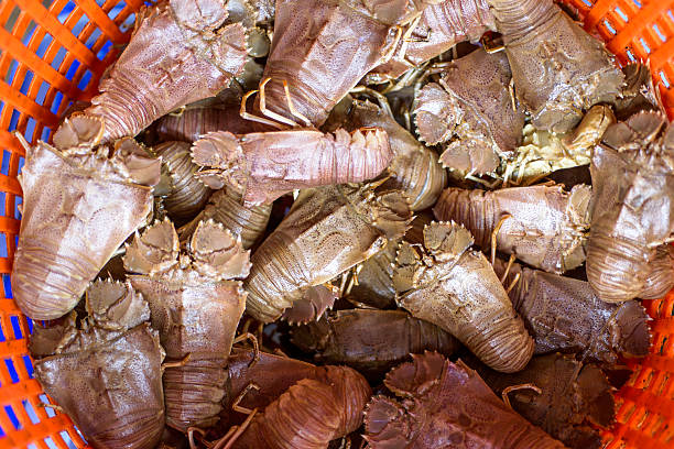 Lobster Moreton Bay bug stock photo