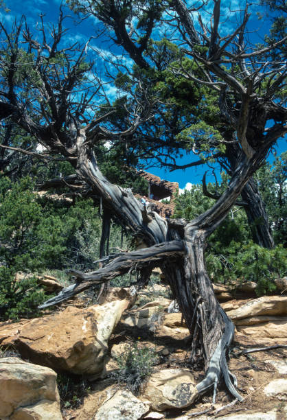 Mesa Verde NP - Near Spruce Tree House - Gnarled Tree - 1990