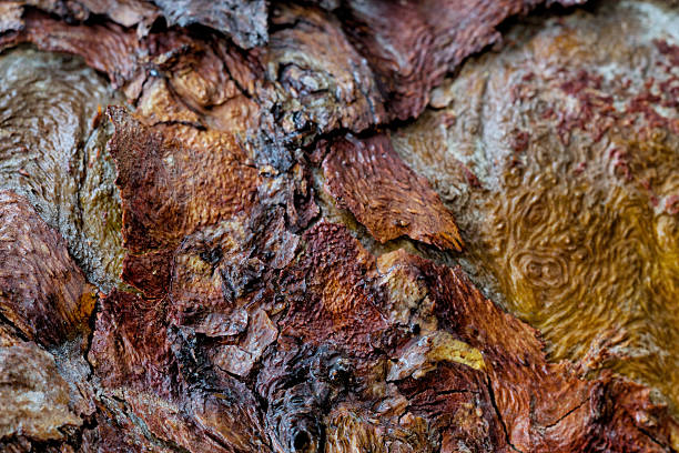 Tree Bark Tree Bark. Beautiful in color, detail and texture. gnarly wood texture stock pictures, royalty-free photos & images