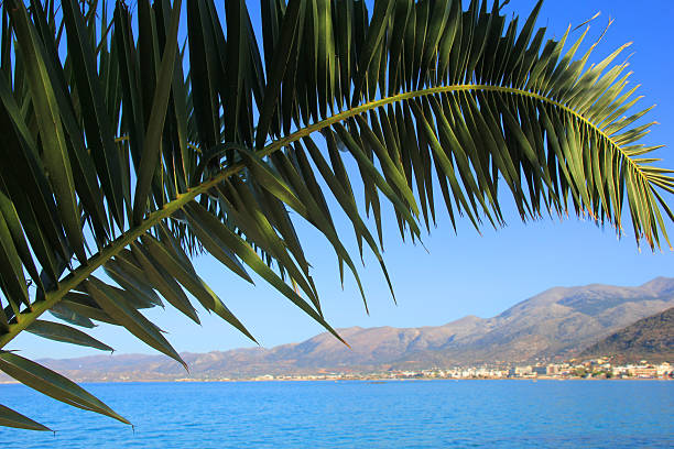 green palm against the blue sky and sea