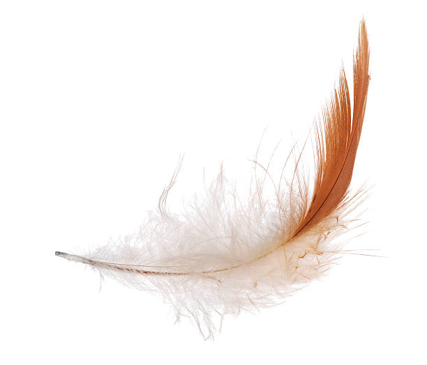 isolated white and orange feather stock photo