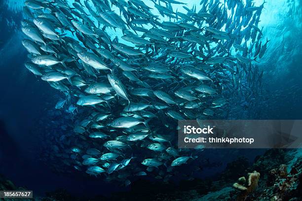 Escola De Jackfish Na Ilha De Sipadan Malásia Bornéu - Fotografias de stock e mais imagens de Mar