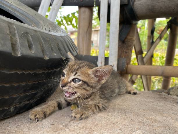 istock Small baby cat kitty laying on the ground 1856586065