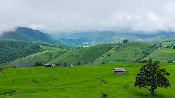 istock Mountain Farm in Chiang Mai 185659196