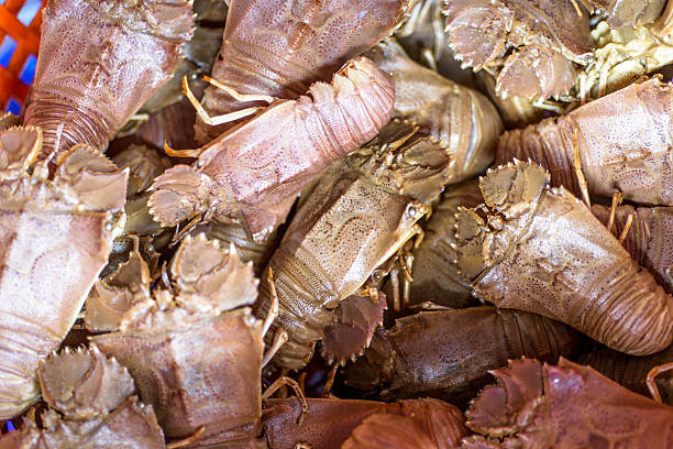 Lobster Moreton Bay bug stock photo