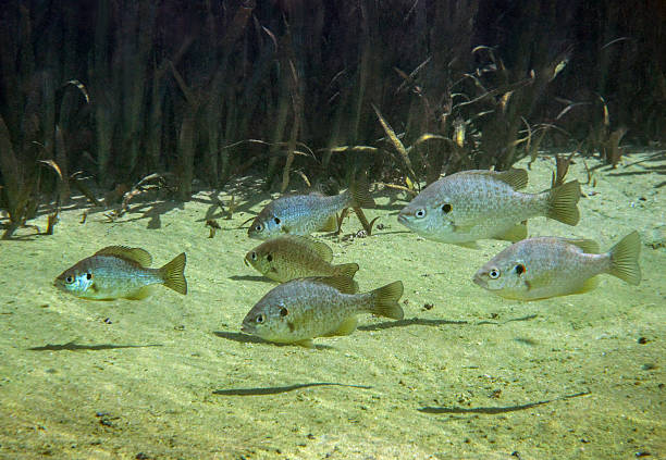 istock Spotted Sunfish School - Merrits Mill Pond 185659932