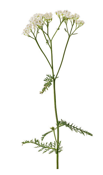 istock common yarrow flower isolated on white 185660032