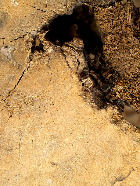 istock Texture of tree wood background 185660380