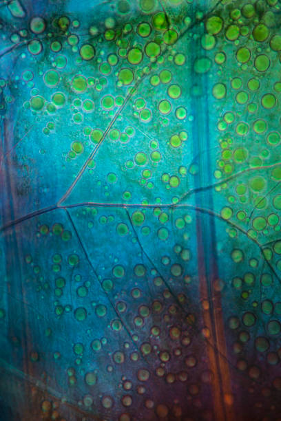 istock Abstract micrograph of cells of a chironomid midge larva. 1856612820