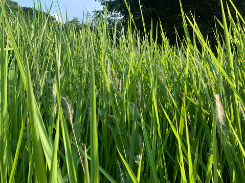 bright green rice plants