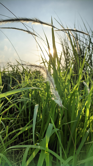 shady weed grass