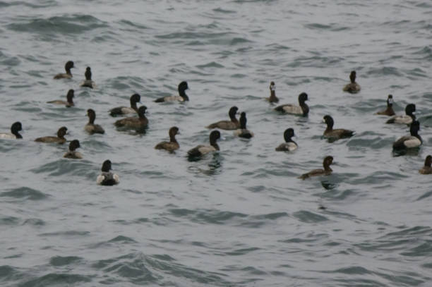 istock Flock of seabirds, stormy sea 1856620648