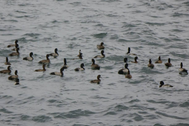 istock Flock of seabirds, stormy sea 1856620651