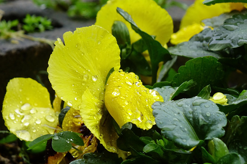 lemon leaf with raindrops close-up