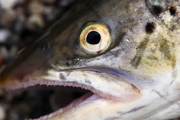 close up on a seatrout eye