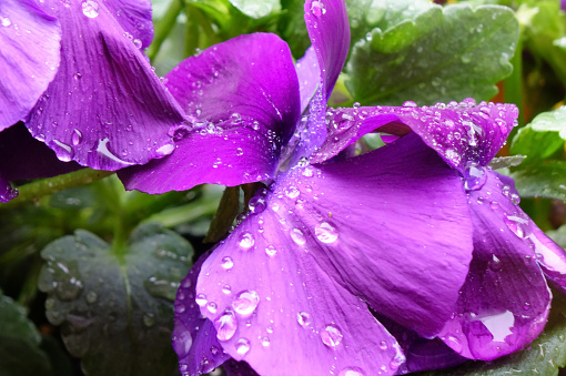 Water droplets, the grace of pansies wet with raindrops, and pretty purple petals