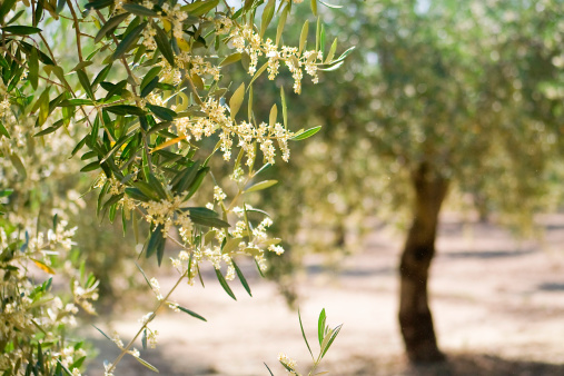 olive tree blossom, Spain