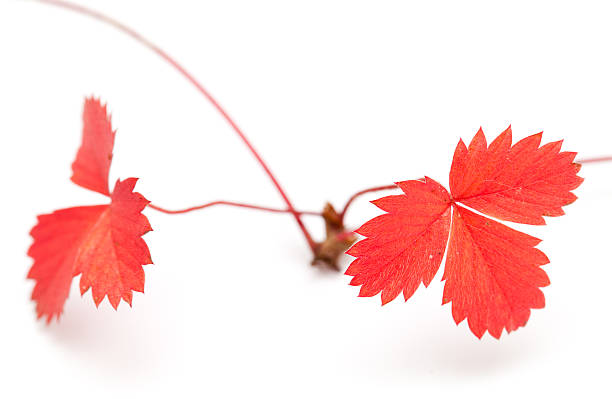 wild strawberry seekers, autumnal, isolated on white