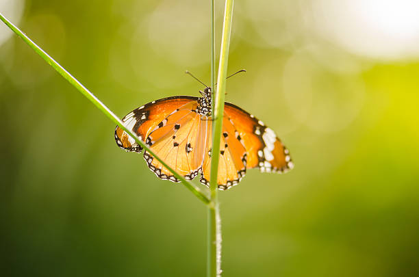 istock Butterfly in the nature 185664212