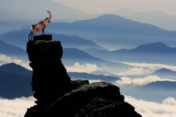 Big storm cloud with Chamois, Rupicapra rupicapra tatranica, rocky hill, stone in background, Nizke Tatry NP, Slovakia. Wildlife scene with horn animal, endemic rare Chamois.