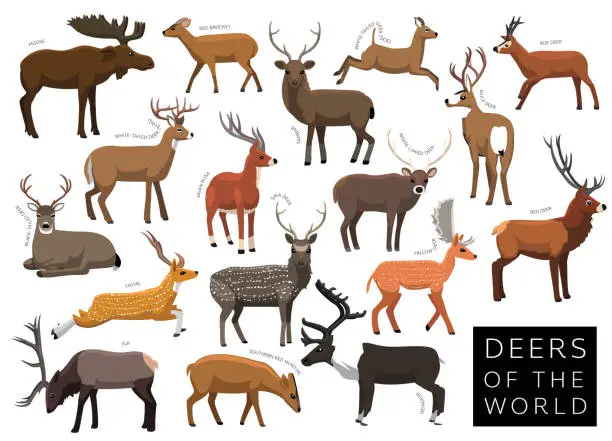 Vector illustration of Deers of the World Set Cartoon Vector Character