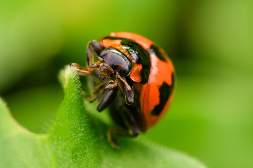 Macro photo of a ladybug on a Chamomile flower