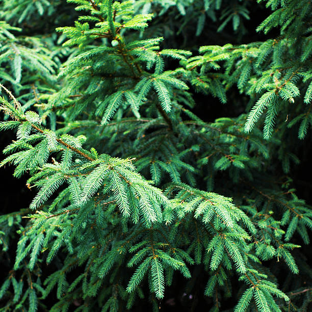 istock Green  branches of a fur tree or pine 185666493