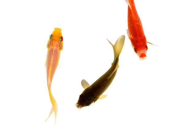 istock Three goldfish,yellow,black and red 185667292