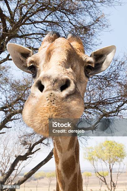 Foto de Retrato De Uma Girafa e mais fotos de stock de Alto - Descrição Geral - Alto - Descrição Geral, Animais de Safári, Animal