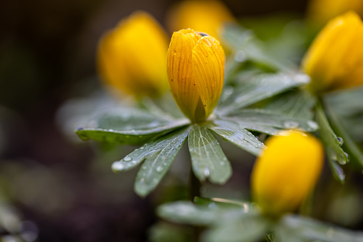 Buds of winter aconite (Eranthis hyemalis) short before blooming covered with raindrops with blurred foreground and background