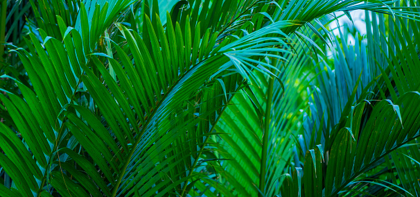 Leaves Background. Green Leaves Pattern Background, Nature Leaf Texture , tropical leaf
