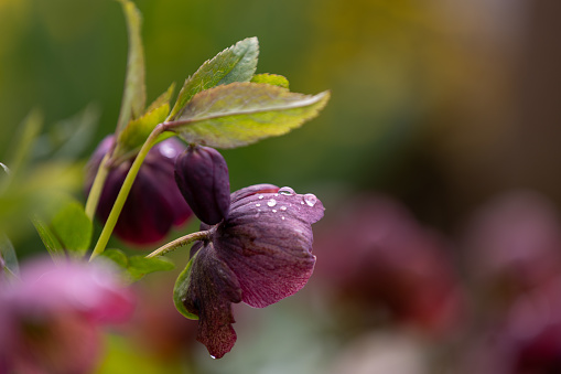 Close-up of a purple Christmas rose (Helleborus niger) with blurred background