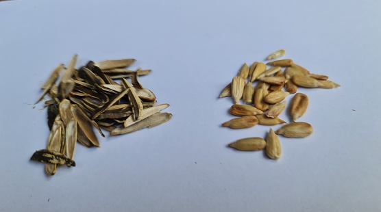A collection of peeled and unpeeled sunflower seeds separated right and left, isolated in white background.