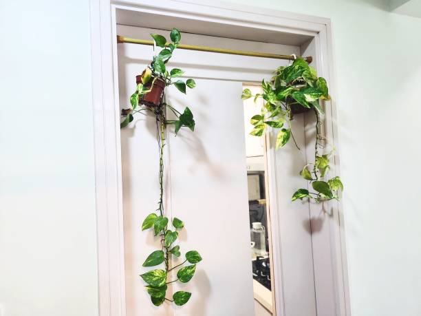 istock Plant hanging on the Door 1856720056