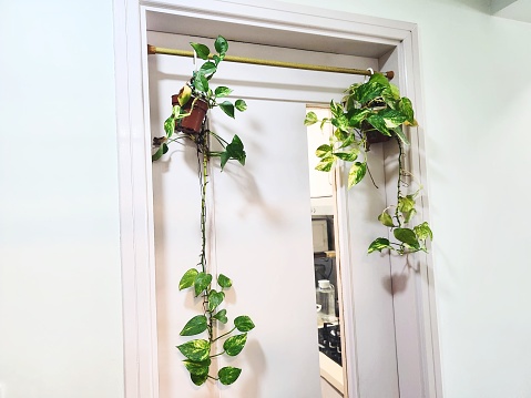 Plant hanging on the Door