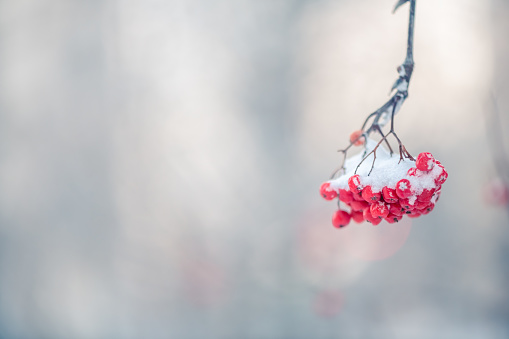 Red rowan in winter under the snow. Winter Concept background