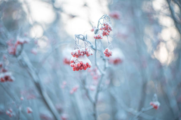 Red rowan in winter under the snow. Winter Concept background