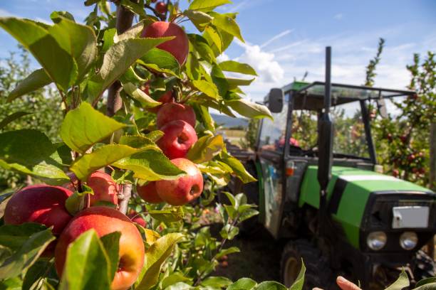 istock Apple Harvest in the Palatinate 1856746250