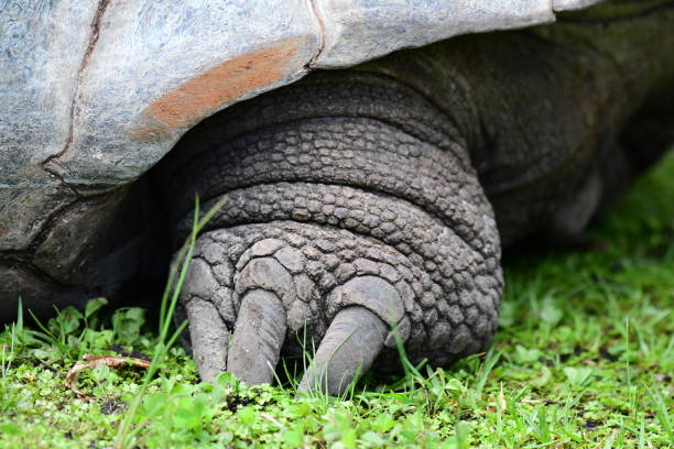 istock Foot of a tortoise 1856747941