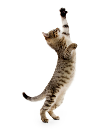 Cute baby tabby kitten standing on hind legs and leaping on white background
