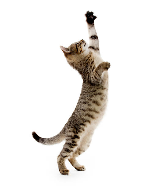 Gray and white tabby kitten playing while standing up Cute baby tabby kitten standing on hind legs and leaping on white background cat jumping stock pictures, royalty-free photos & images