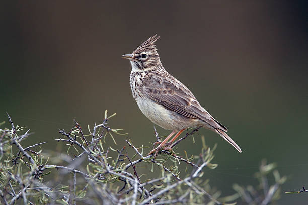 istock Thekla lark, Galerida theklae 185675801